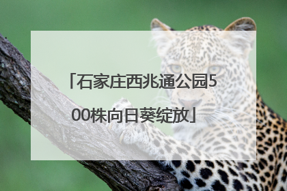 石家庄西兆通公园500株向日葵绽放