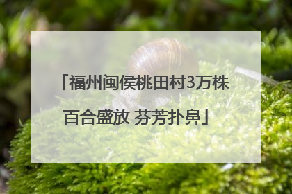 福州闽侯桃田村3万株百合盛放 芬芳扑鼻