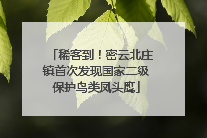 稀客到！密云北庄镇首次发现国家二级保护鸟类凤头鹰