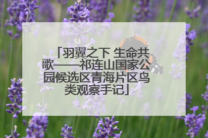羽翼之下 生命共歌——祁连山国家公园候选区青海片区鸟类观察手记
