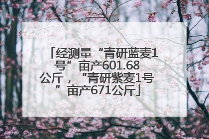 经测量“青研蓝麦1号”亩产601.68公斤，“青研紫麦1号”亩产671公斤