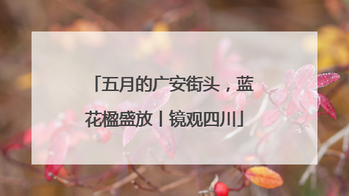 五月的广安街头，蓝花楹盛放丨镜观四川