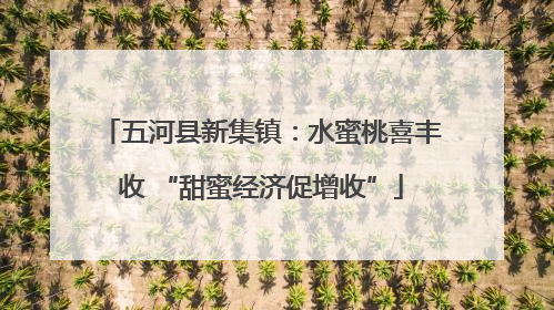 五河县新集镇：水蜜桃喜丰收 “甜蜜经济促增收”
