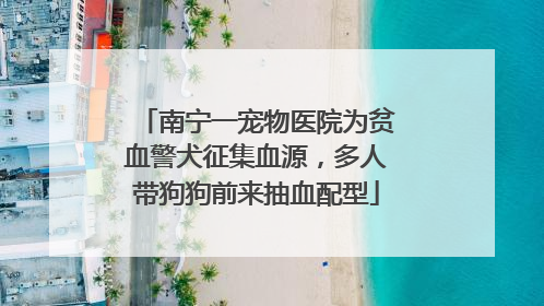 南宁一宠物医院为贫血警犬征集血源，多人带狗狗前来抽血配型