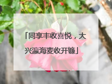 同享丰收喜悦，大兴瀛海麦收开镰