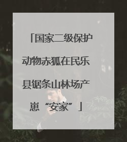 国家二级保护动物赤狐在民乐县锯条山林场产崽“安家”