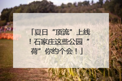 夏日“顶流”上线！石家庄这些公园“荷”你约个会！
