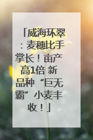 威海环翠：麦穗比手掌长！亩产高1倍 新品种“巨无霸”小麦丰收！