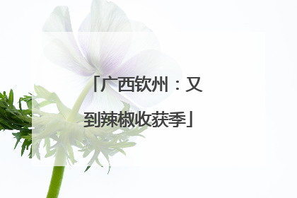 广西钦州：又到辣椒收获季