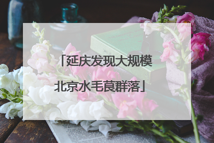 延庆发现大规模北京水毛茛群落