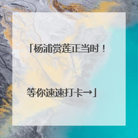杨浦赏莲正当时！等你速速打卡→