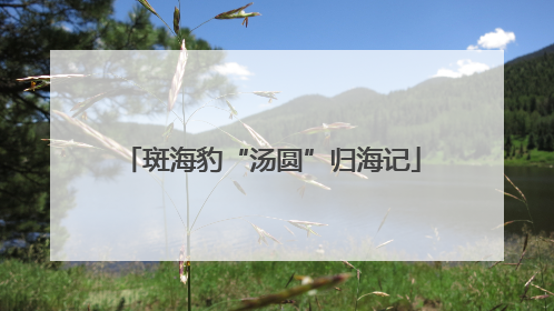 斑海豹“汤圆”归海记