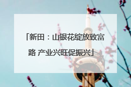 新田：山银花绽放致富路 产业兴旺促振兴