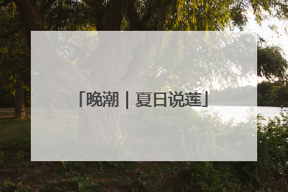 晚潮｜夏日说莲