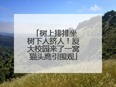 树上排排坐 树下人挤人！厦大校园来了一窝猫头鹰引围观
