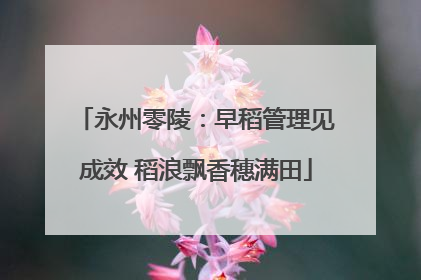 永州零陵：早稻管理见成效 稻浪飘香穗满田