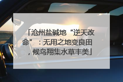 沧州盐碱地“逆天改命”：无用之地变良田，候鸟翔集水草丰美