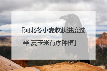 河北冬小麦收获进度过半 夏玉米有序种植