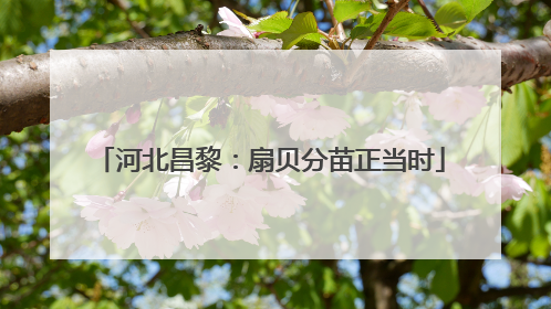 河北昌黎：扇贝分苗正当时