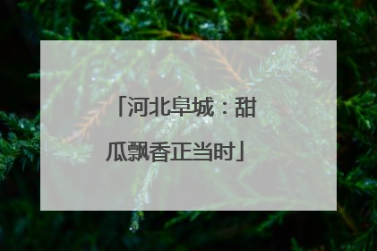 河北阜城：甜瓜飘香正当时