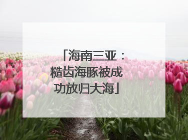 海南三亚：糙齿海豚被成功放归大海
