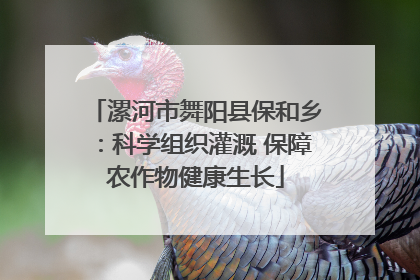 漯河市舞阳县保和乡：科学组织灌溉 保障农作物健康生长