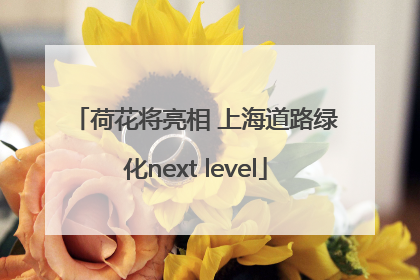 荷花将亮相 上海道路绿化next level