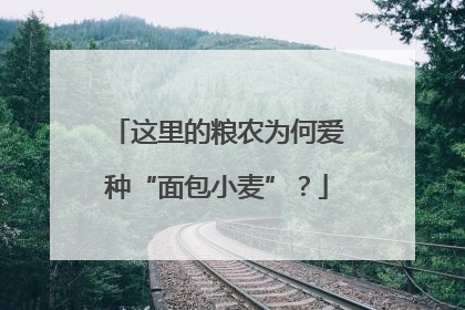 这里的粮农为何爱种“面包小麦”？