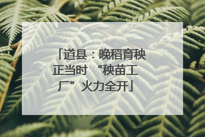 道县：晚稻育秧正当时 “秧苗工厂”火力全开