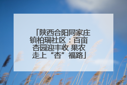 陕西合阳同家庄镇柏瑞社区：百亩杏园迎丰收 果农走上“杏”福路