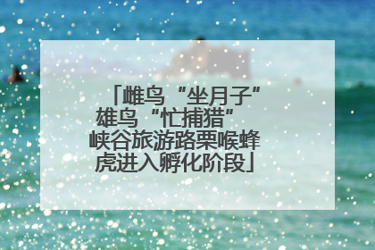 雌鸟“坐月子”雄鸟“忙捕猎” 峡谷旅游路栗喉蜂虎进入孵化阶段