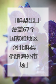 鲜梨出口覆盖67个国家和地区 河北鲜梨俏销海外市场