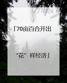 70亩百合开出“花”样经济